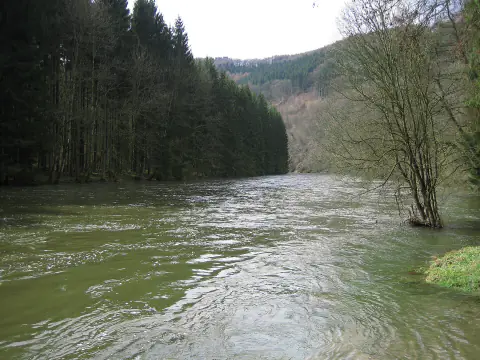La Semois en eau haute, avec des arbres dont le pied est submergé le long de la rive