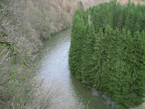 Vue en plongée sur la Semois qui longe une plantation de sapins dans une vallée encaissée