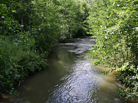 Le Bocq près de Chansin, à Yvoir, ruisseau peu profond entre des berges boisées
