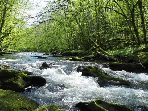 La Haute Lesse qui dévale des rochers couverts de mousse sous les arbres