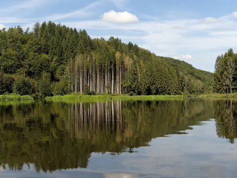 La Semois calme, bordée de forêts de conifères qui se reflètent dans l'eau